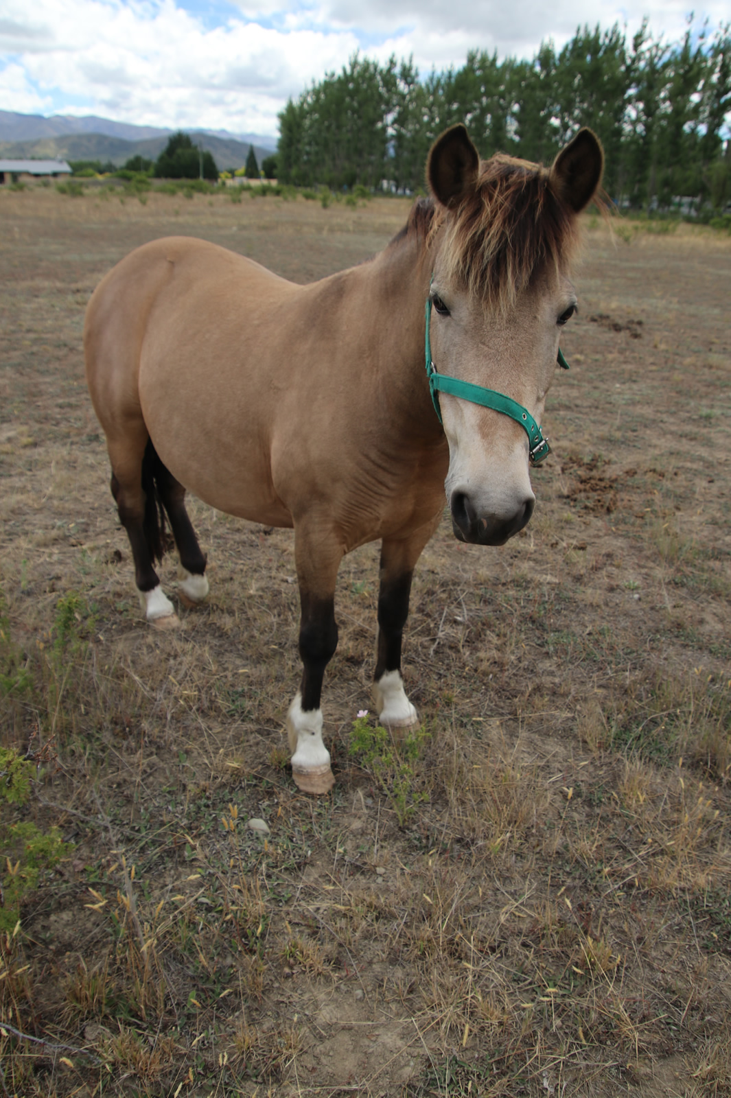 2017 12 16 Omarama 1296